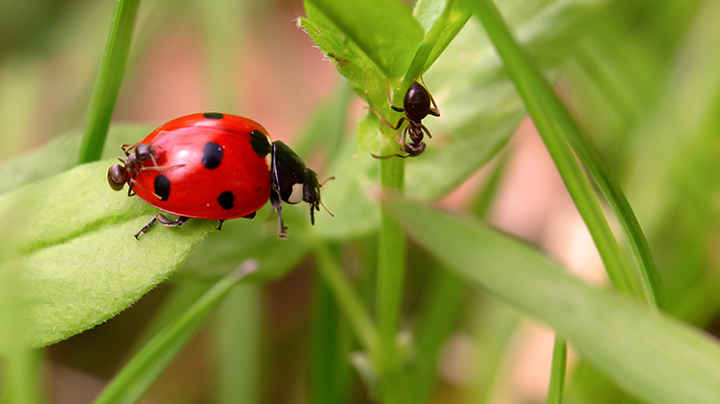 3 nuttige insecten De Tuin Op Tafel