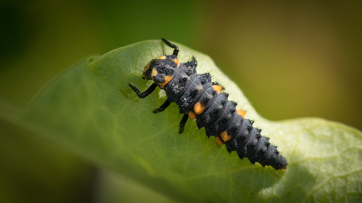 3 nuttige insecten De Tuin Op Tafel