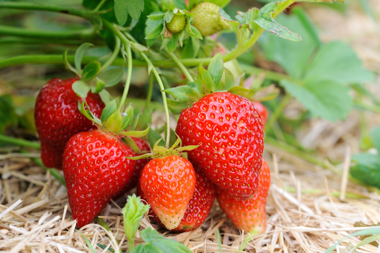 Aardbeien Kweken De Tuin Op Tafel