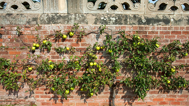 Fruit aan leibomen De Tuin Op Tafel