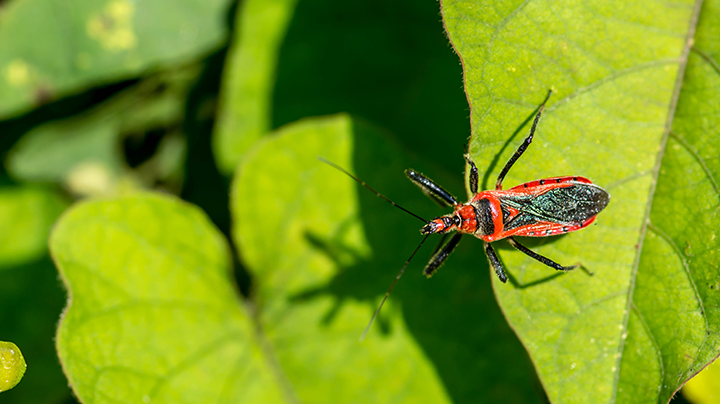 3 nuttige insecten De Tuin Op Tafel