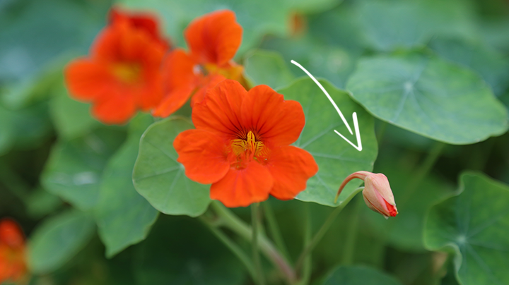 Kappertjes van OostIndische kers De Tuin Op Tafel